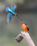 475 - KINGFISHER FIGHTING 2 - TANG CHAN SENG - macao <div